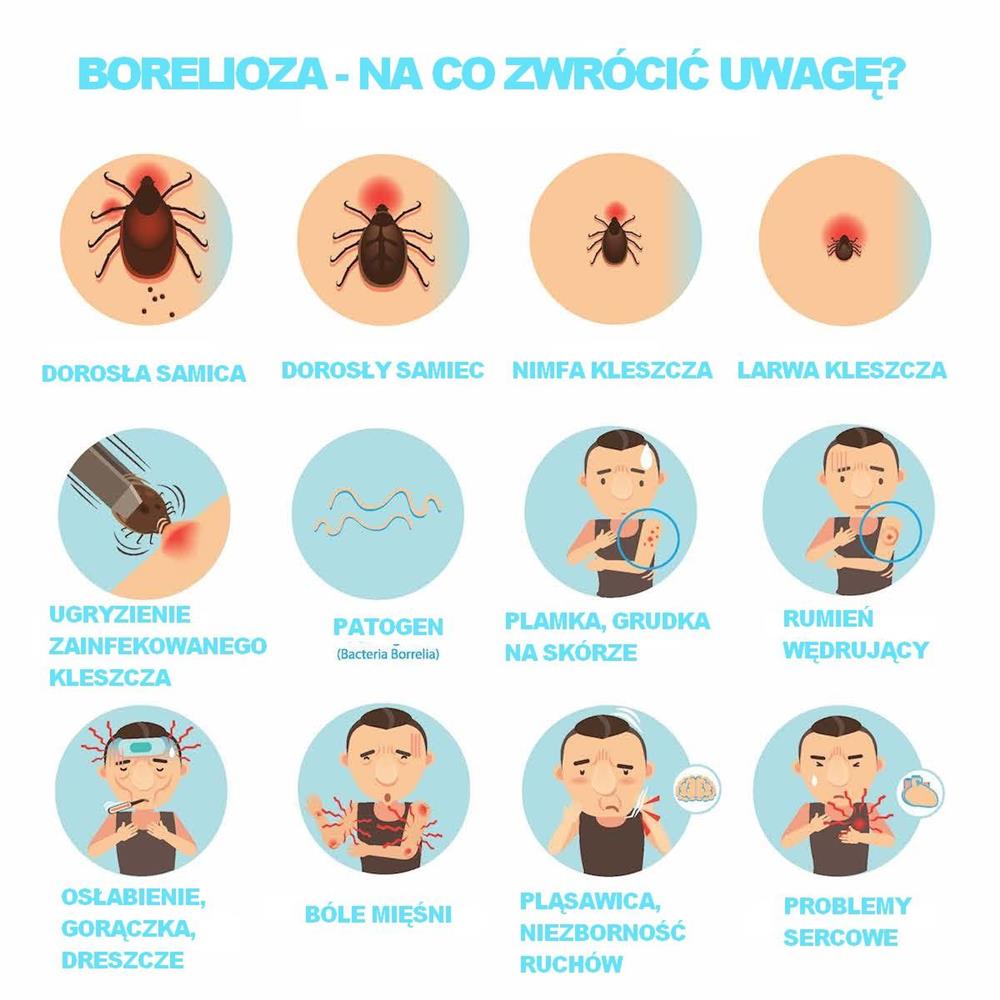 Co to jest borelioza i jak ją leczyć?