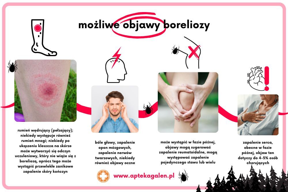 Czego nie lubi borelioza?