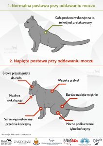 Gdzie zalatwia się kot?